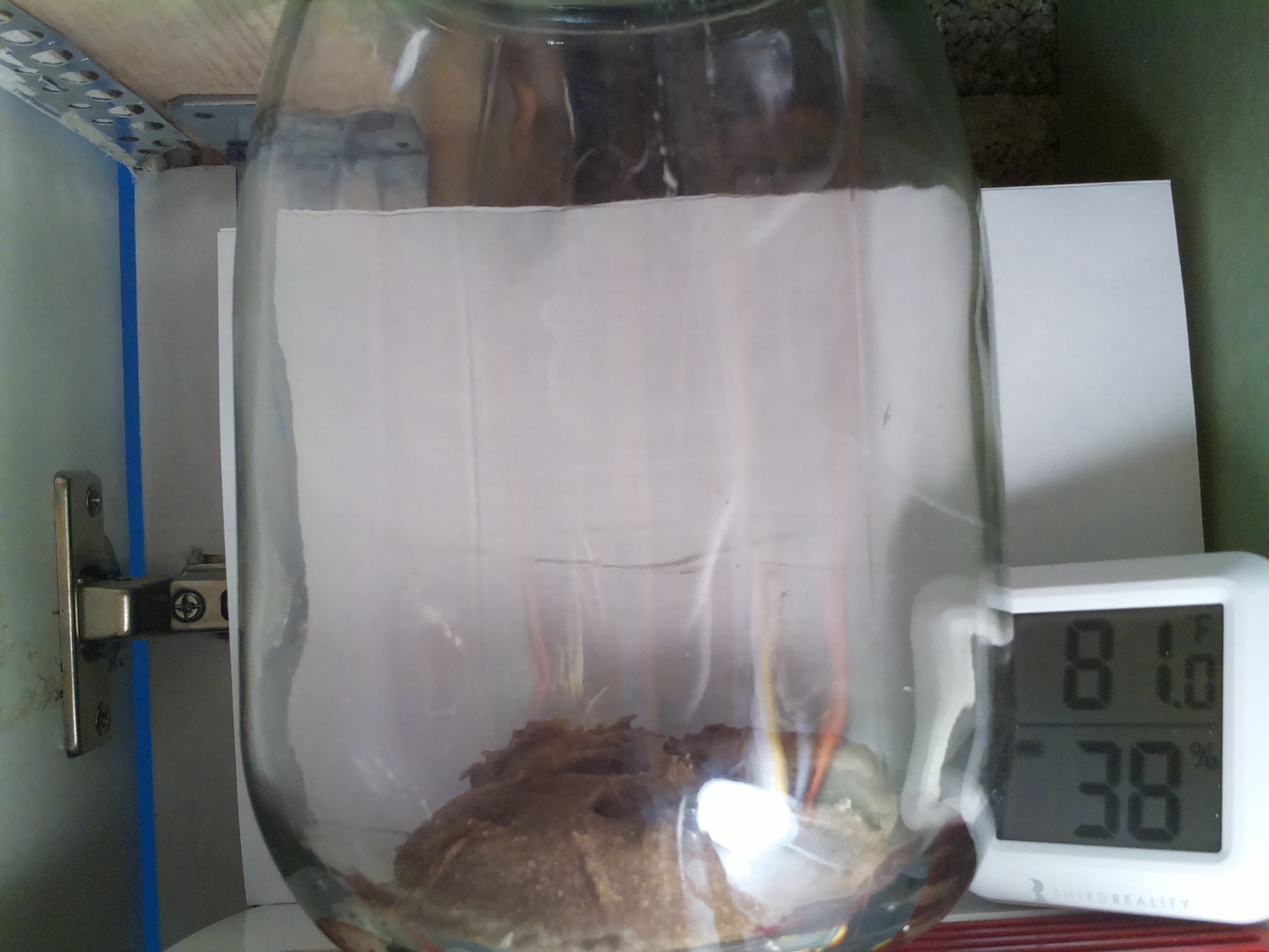 Bild vom Sauerteig