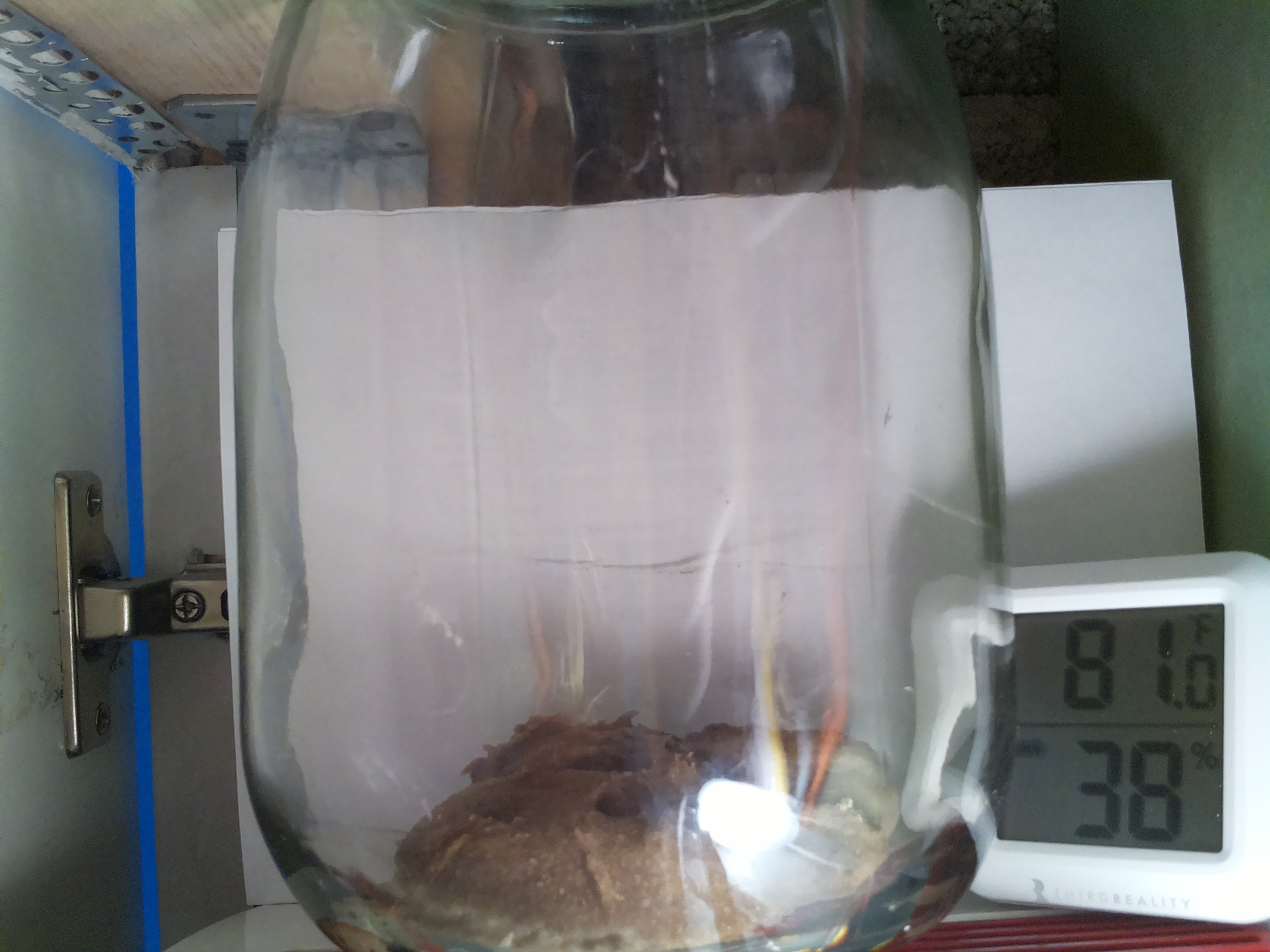 Bild vom Sauerteig
