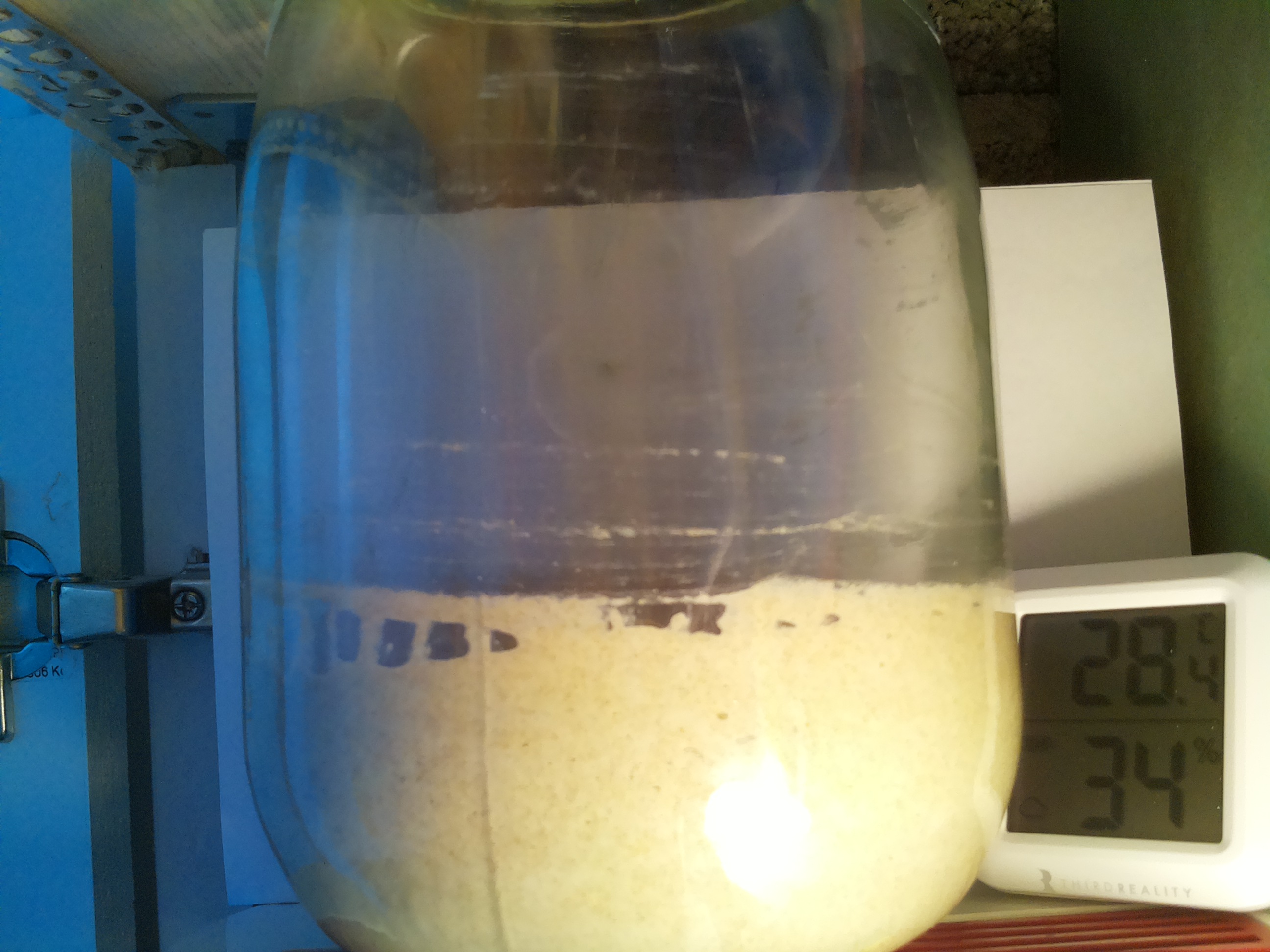 Bild vom Sauerteig