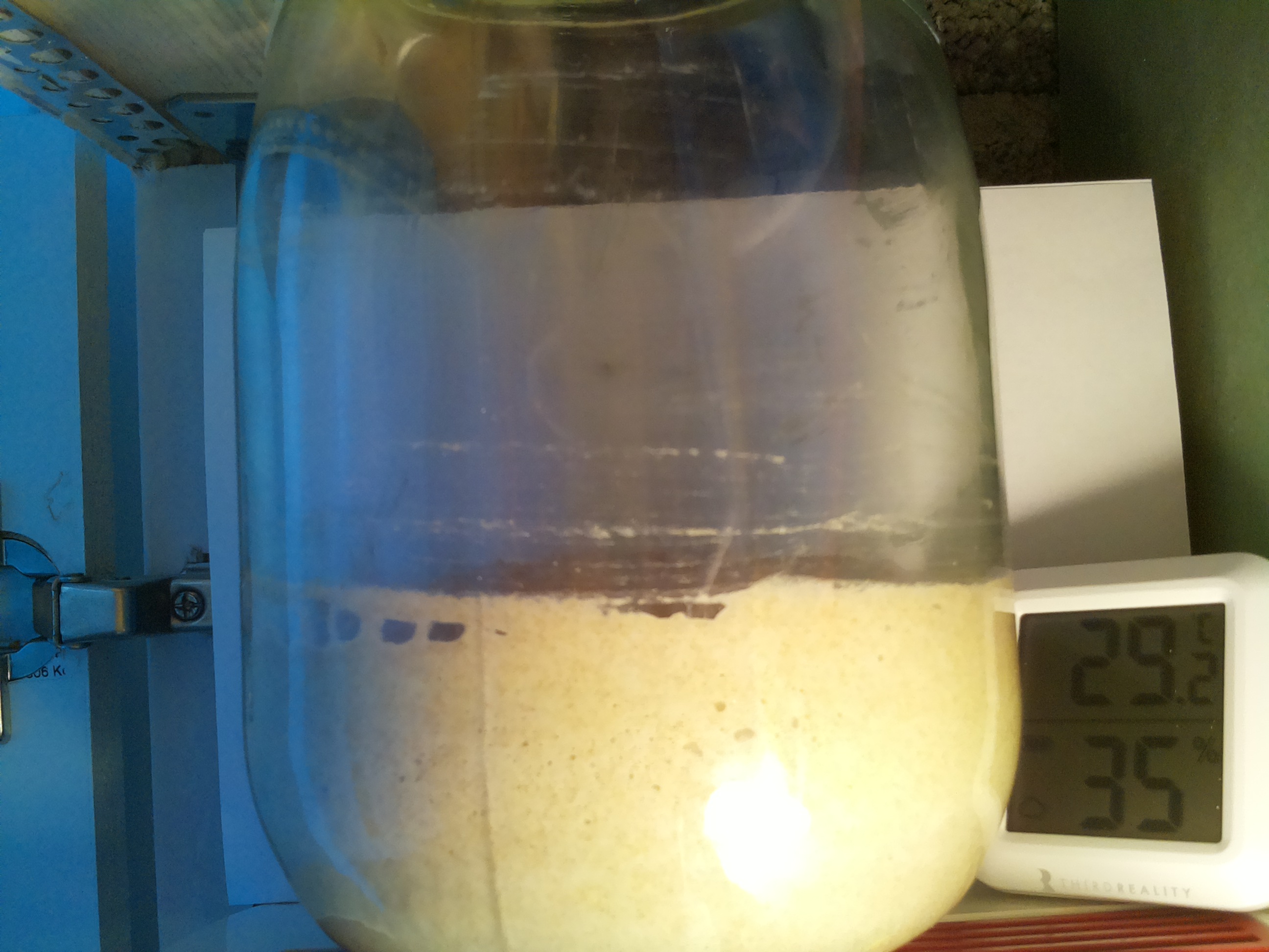 Bild vom Sauerteig