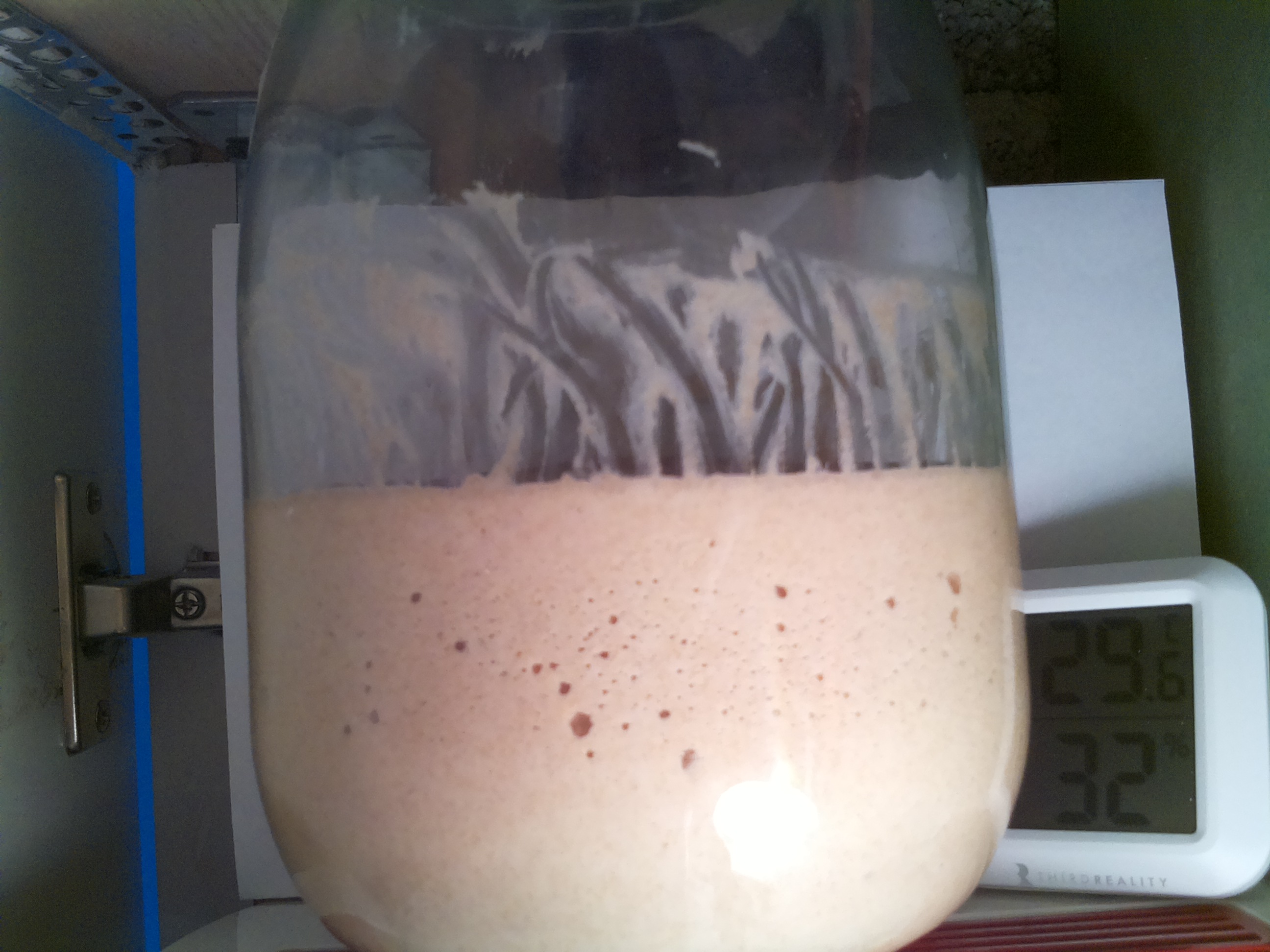 Bild vom Sauerteig