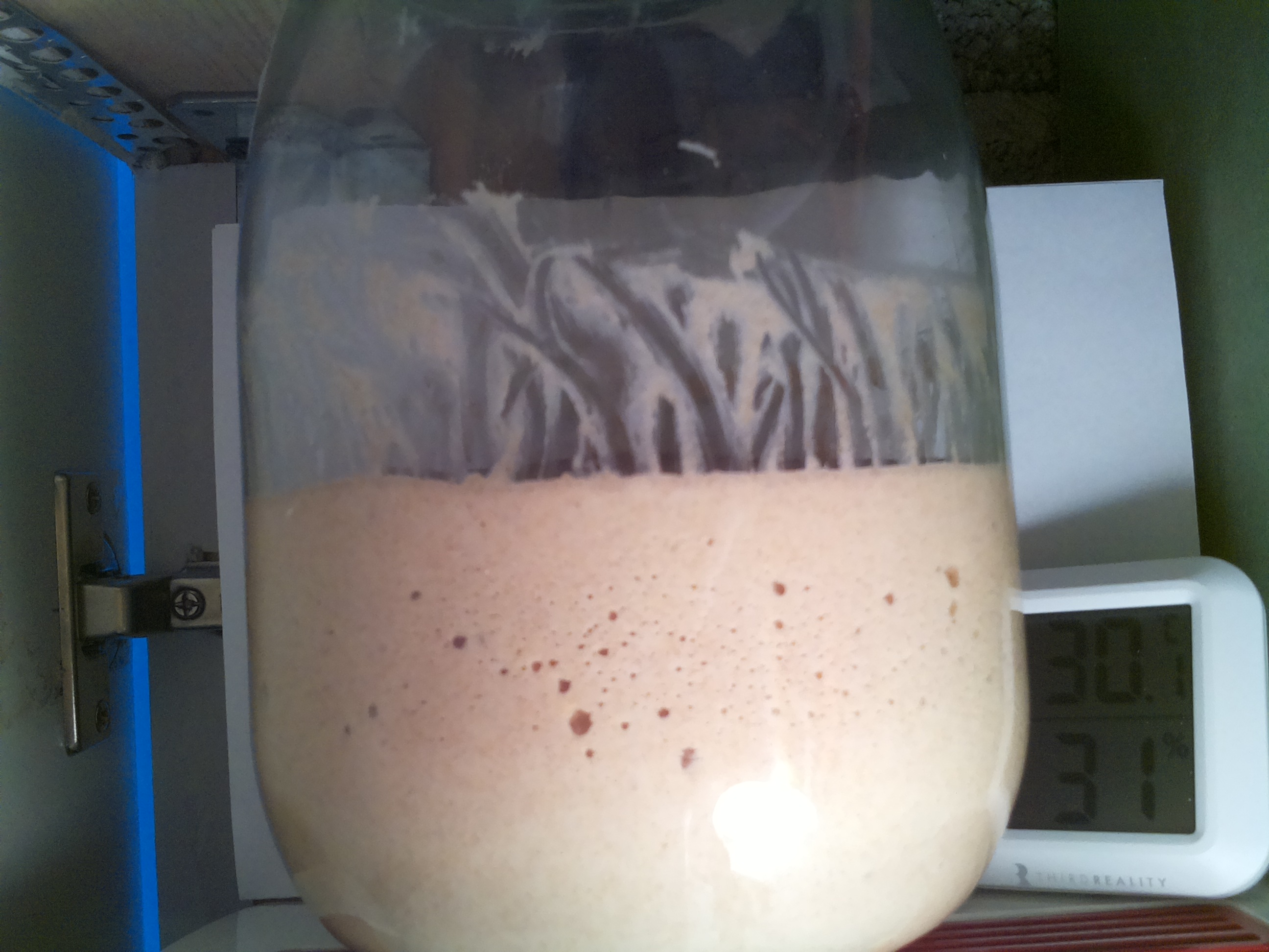Bild vom Sauerteig