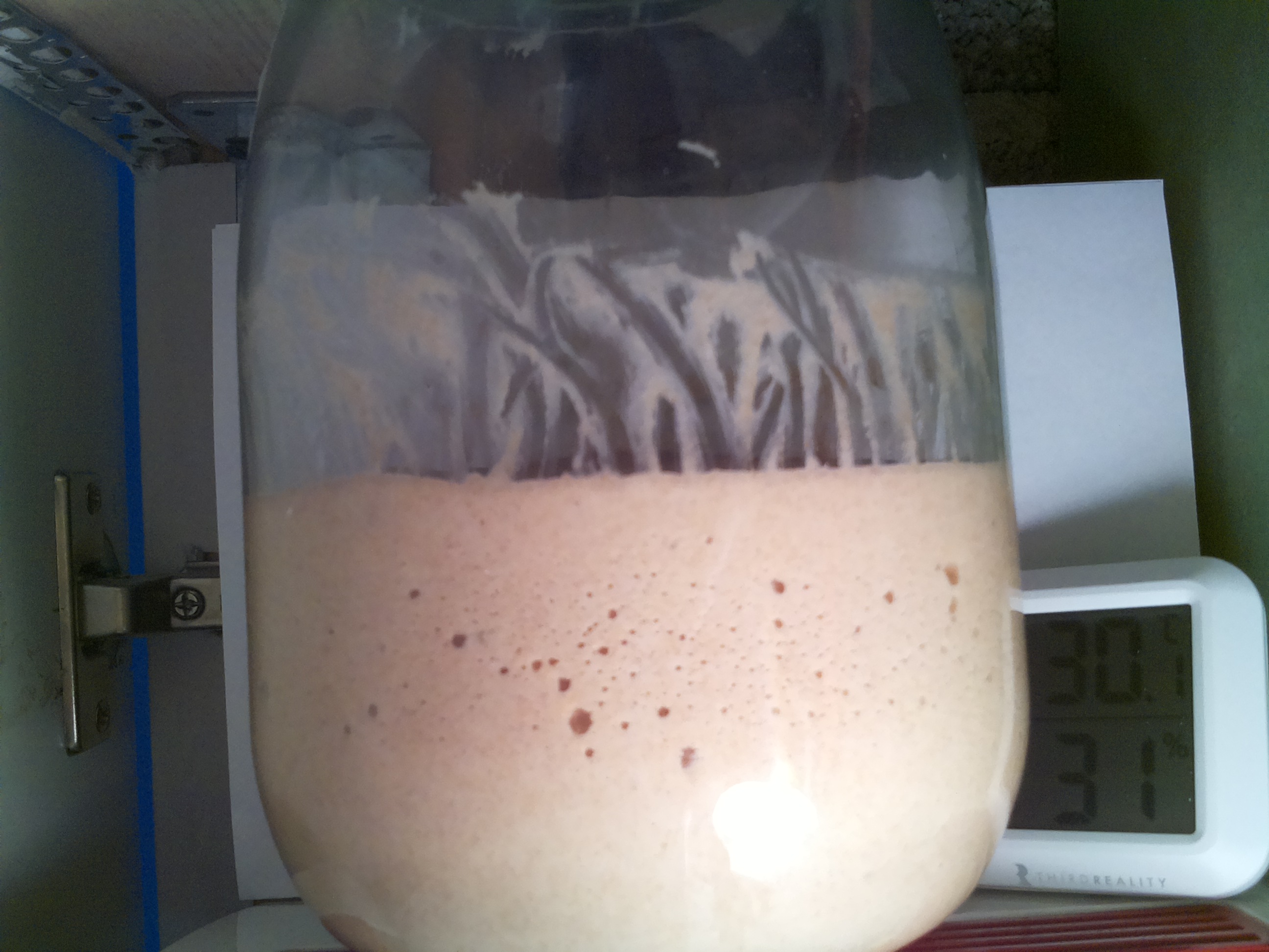 Bild vom Sauerteig