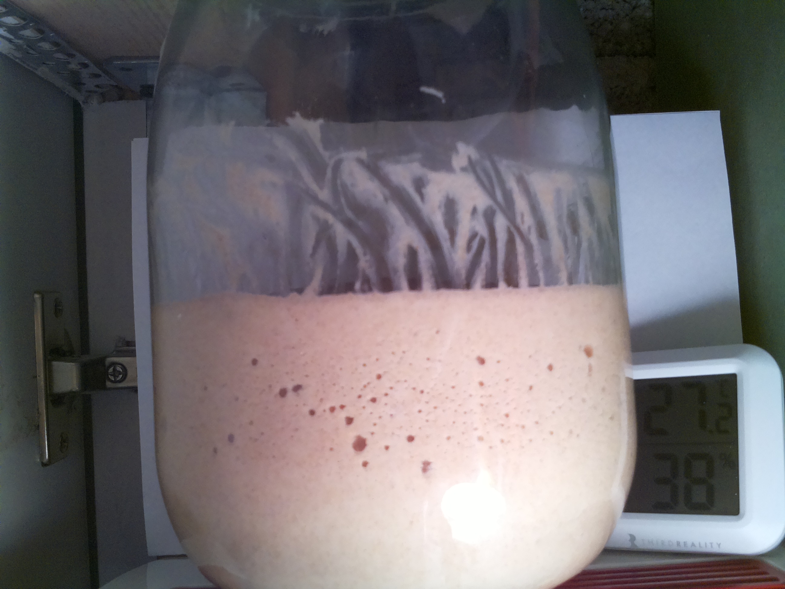 Bild vom Sauerteig