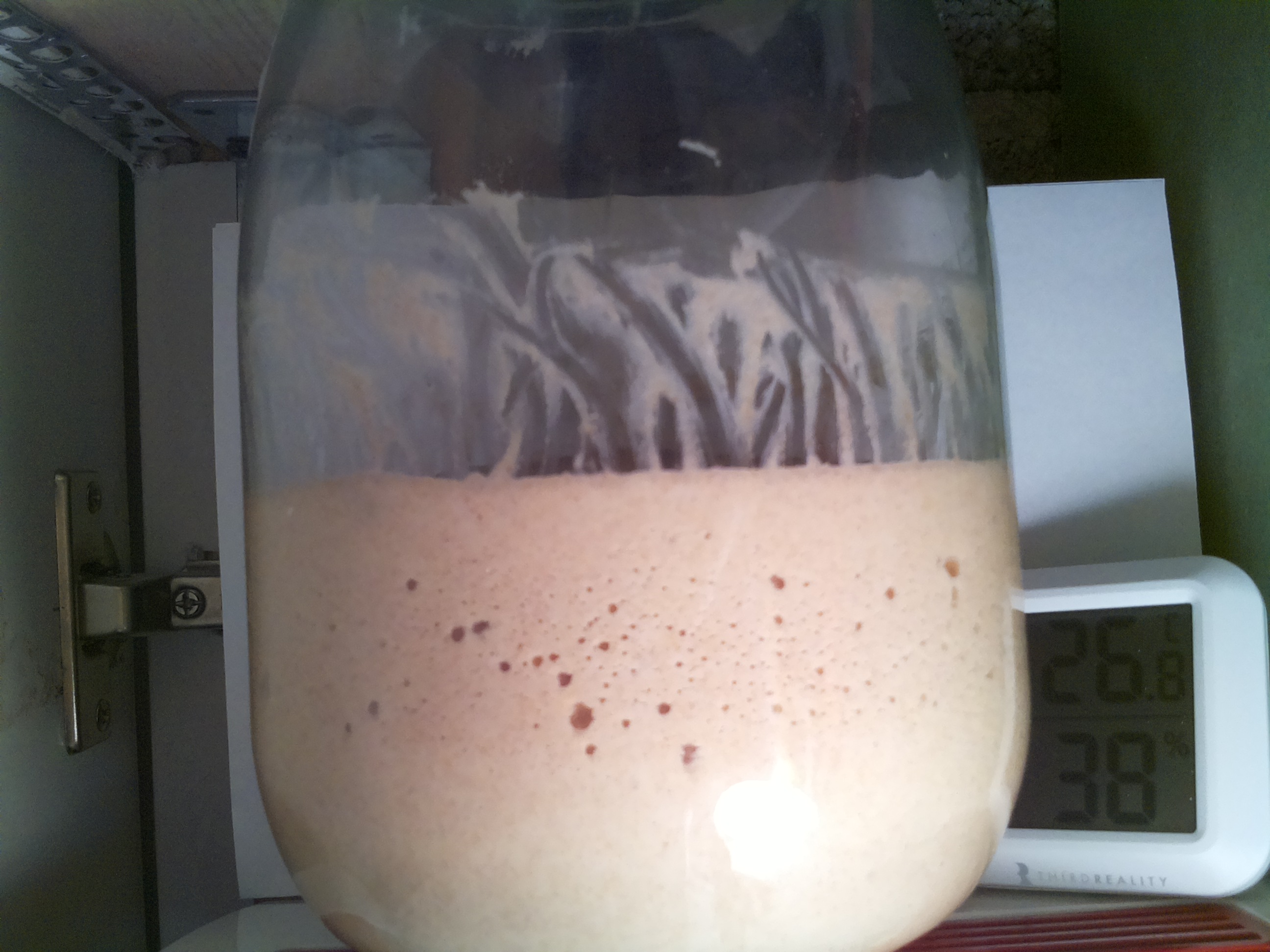 Bild vom Sauerteig