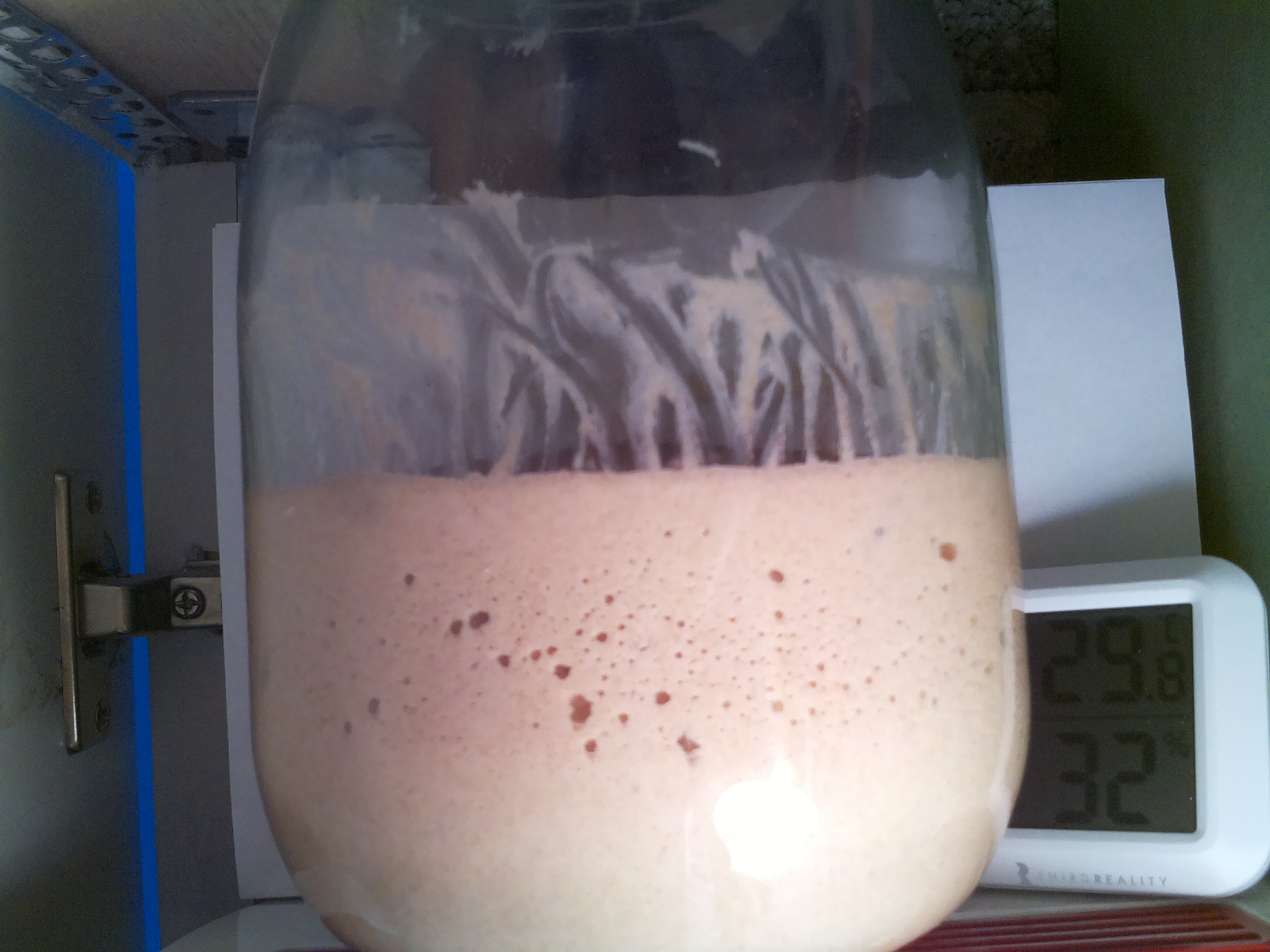 Bild vom Sauerteig